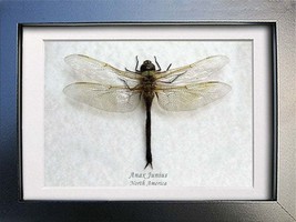 Green Darner Anax Junius Real Dragonfly Framed Entomology Collectible Sh... - £55.14 GBP