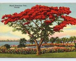 Royal Poinciana Tree Florida FL Linen Postcard M4 - $2.92
