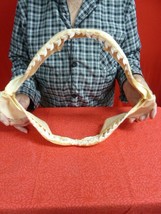 sj470-91) 17-3/8&quot; Tiger SHARK jaw sharks jaws t**th Galeocerdo taxidermy... - £1,295.05 GBP