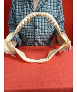 sj470-91) 17-3/8&quot; Tiger SHARK jaw sharks jaws t**th Galeocerdo taxidermy... - $2,218.62 CAD