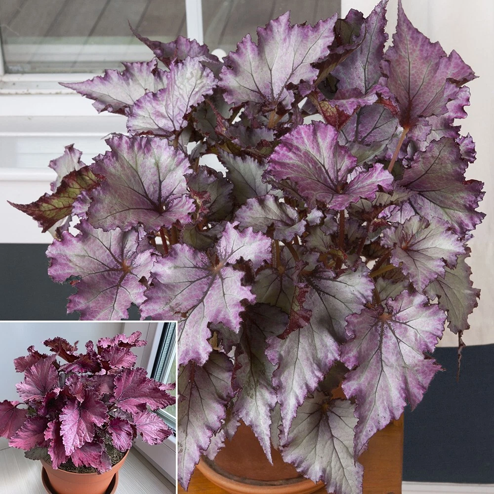 15+ Seeds Begonia Satin Jazz house plant-  garden- flowers easy to grow ... - $11.39