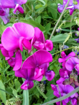 Rose Red Tall Sweet Pea Seeds - 100 Seeds Easy To Grow Seed - £4.77 GBP