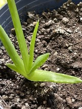 Aloe Vera Symbol of Immortality Starter Plant - $1.99