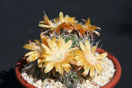 Echinopsis ssp rossii lobivia exotic flowering flower cactus rare seed 100 SEEDS - £13.58 GBP