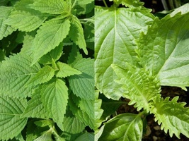 50+ Seeds Green Shiso Perilla Herb Asian Mint Cuisine Annual - £9.82 GBP