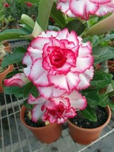 From US 4 Double Red White Desert Rose Seeds Adenium Obesum Flower Perennial See - £8.78 GBP