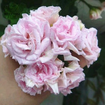 New Fresh Geranium Fully Light Pink Corrugated Big Blooms Bonsai Flowers Seeds 1 - $5.45