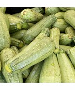 Squash Calabacita Mexican Grey Squash Grey Squash Grey Zucchini Summer Squash Mi - $222.14 MXN