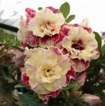 5 pcs Desert Rose Flower Adenium obesum &quot;PEONY&quot; bonsai Seeds - £7.09 GBP