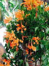 Best FLORIDA FLAME Phyrostegia Vine SMALL Rooted Starter Plant Hummingbird - $29.99