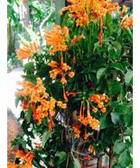 Best FLORIDA FLAME Phyrostegia Vine SMALL Rooted Starter Plant Hummingbird - £24.03 GBP