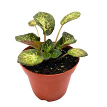 Item image 3