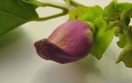 5 Pc Seeds Amphilophium Paniculatum Plant, Liana de Cuello Seeds for Planting RK - £19.83 GBP