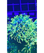 Green star polyp live coral frag 1” - £7.85 GBP