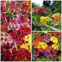 301 Painted Tongue Mix Seeds Cut Flowers Sun Shade Garden Container Fast Easy - £8.99 GBP
