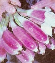 100Pcs Dwarf Banana Seeds Pink Skin Fresh Seeds - $5.92