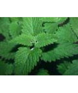 Aromatic Catnip Perennial Herb Starter Plant - £4.15 GBP