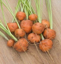 FA Store 401 Parisian Round Carrot Seeds French Heirloom Vegetable - £7.21 GBP