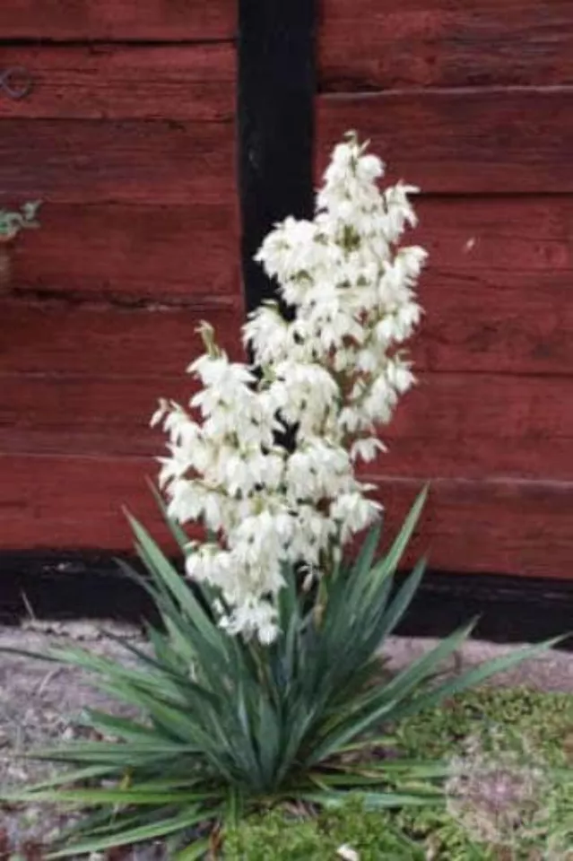 Flower Seed YUCCA Glauca (Soapweed, Soapwell, Beargrass, Great Plains Yucca)  - £7.06 GBP