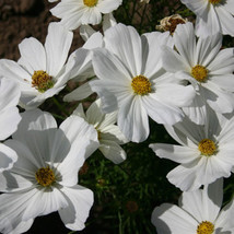 Fresh Seeds 100 Seeds Cosmos Bipinnatus Angel Wings - £13.73 GBP