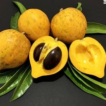 Canistel (POUTERIA CAMPECHIANA)tropical live fruit tree 1&#39;-2&quot; feet tall - £60.05 GBP