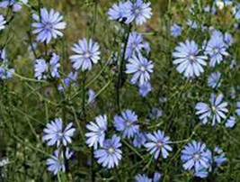 Bluest Blue Chicory 500+ Seeds Organic, Beautiful Blue Cut Flower - £7.22 GBP