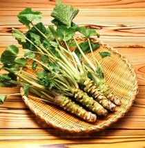100 Pcs Japanese Horseradish Seeds Wasabi Seed Vegetables Plant Easy To Grow Fre - £9.41 GBP