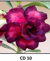 CD 10 Adenium Obesum Grafted Plant &quot;Desert Rose Plant *usa Seller* - £20.17 GBP