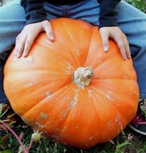 Fresh Seeds Huge Prizewinner Pumpkin Seeds Grows Massive Pumpkins - £18.33 GBP