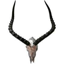 Real Animal Skull Silver Spray Painted African Antelope Horns/Antelope S... - $118.21