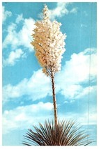 Yucca In Bloom Cactus Postcard - £6.97 GBP
