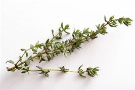 300+ Seeds Common Thyme Herb Or Thymus Vulgaris Fragrant - £7.32 GBP