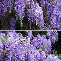 Chinese Blue Weeping Wisteria Vine Potted Plant 6-10&quot; Tall - $63.99