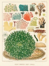12793.Poster print.Room Wall design.1893 Great Barrier Australian Reef.Corals - £12.73 GBP+