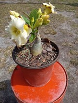 Adenium Obesum Desert Rose Grafted Plant Double Yellow - £27.63 GBP
