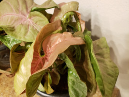 Neon Robusta - Pink Syngonium Podophyllum - Arrowhead Vine Philodendron ... - $6.19