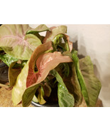 Neon Robusta - Pink Syngonium Podophyllum - Arrowhead Vine Philodendron ... - $8.48 CAD
