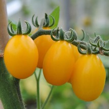 50 Seeds Yellow Pear Tomato Juicy Vegetable New Fresh Seeds - $7.90