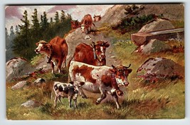 Postcard Cows Animals Rustic Mountains Rocks HKM Serie 228 A Muller Germany - £11.07 GBP