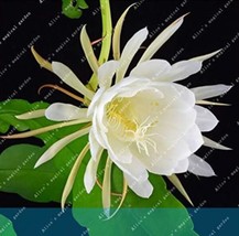 Epiphyllum Nightblooming Cereus  Flower Plants - £4.79 GBP