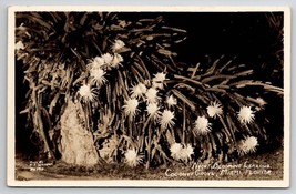 Coconut Grove Miami Florida RPPC Night Blooming Cereous Postcard P24 - £4.67 GBP