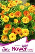 New Fresh 1 Pack 50 Seeds / Pack Calendula Seeds Calendula Officinalis Decorativ - $4.53