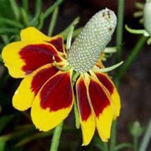 Yellow Mexican Hat Flower Seeds Gardening Fresh USA SHIPPING - £6.30 GBP