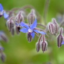 Borage 100 Seeds Borago Officials Blue Blossom Flower Wildflower Culinary Herb S - £11.50 GBP