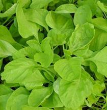 50 Seeds Amaranth Chinese Spinach White Vegetable Seeds - £18.83 GBP