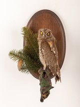 Stuffed Little Owl (Otus scops) Taxidermy Wall Mount #1 With Paper Document - £258.43 GBP