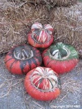 FG 10 American Turks Turban Squash Gourd Cucurbita Maxima Vine Seeds - £5.33 GBP