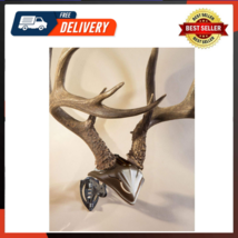 Bone Bracket European Trophy Mount With Skull Cap Included Perfect Kit Hanging - £27.68 GBP