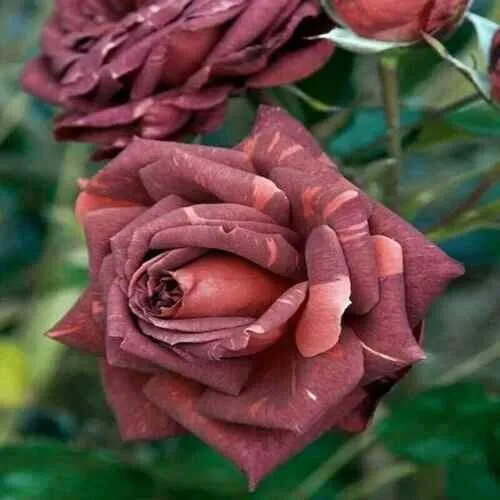 Fresh 10 Brown Pink Rose Seeds Flower Bush Perennial Bloom Shrub Garden - £8.77 GBP