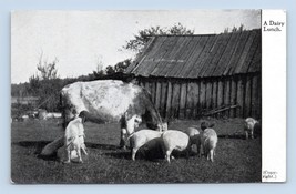 Cows Pigs Bard Farming Agricultural Scene A Dairy Lunch UNP DB Postcard D16 - $4.90